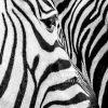 Photo of two zebra's side by side. Is it black on white or white on black?