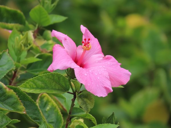 I use to see hibiscuses in my hometown Panama all the time. We call them "Papos", and every time I