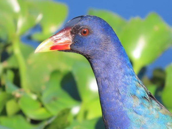 This beautiful Purple gallinule has grown very nicely. The first time I saw it it was a juvenile,