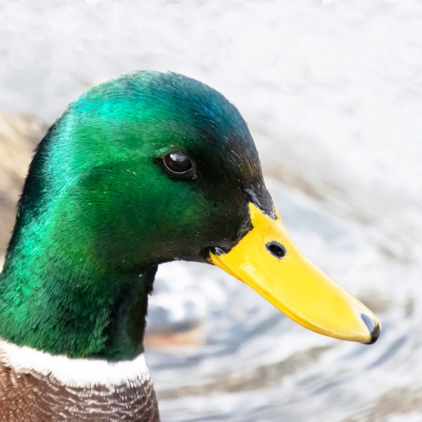 Mallard Duck. The Mallard is a large and heavy-looking duck. It has a long body, and a long and
