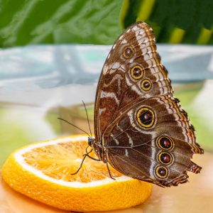 Butterfly almost finished with his breakfast