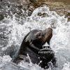 California Sea Lion. Sea lions are adapted for movement on land as well as in the water. Wing-like