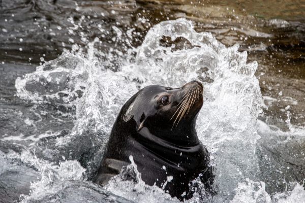 California Sea Lion. Sea lions are adapted for movement on land as well as in the water. Wing-like