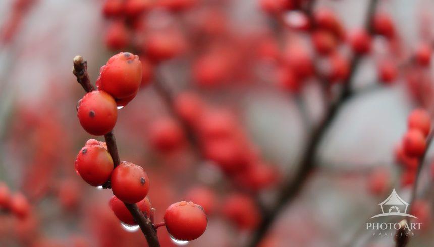 Berries with water droplets