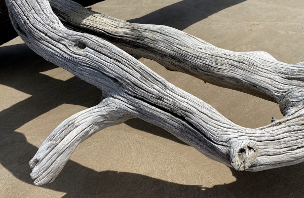 Combination of bleached driftwood limbs with shadow on the beach, Boneyard Beach