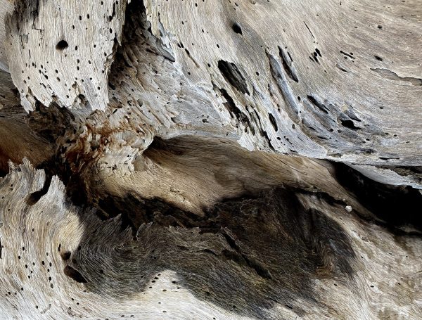 Mosaic of shadows and light shapes merge with bleached driftwood on Boneyard Beach