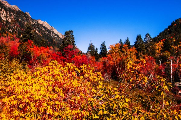 There’s a kind of magic in photographing leaves at their peak. They’re not just colors—they’re