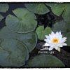 A water lilly in the Majorelle Garden.
