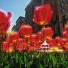 Stunning tulips in bloom grace the center mall on Park Ave in Manhattan