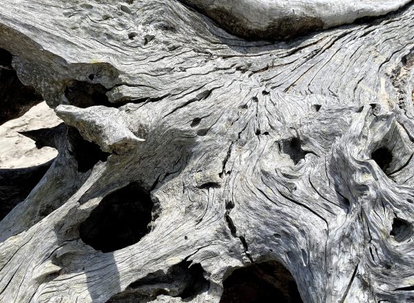 Bleached driftwood on Boneyard Beach creates mysterious combinations of texture, shapes and shadows