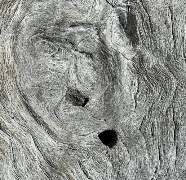 Bleached driftwood on Boneyard Beach often create mysterious patterns for the imagination