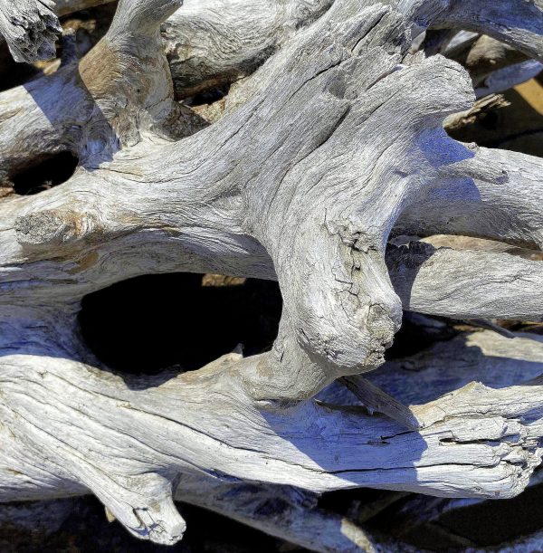 Matrix of bleached driftwood on Boneyard Beach