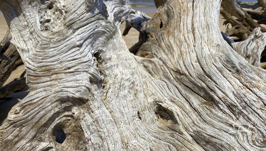 Towering driftwood structures appear to be welcoming visitors to Boneyard Beach