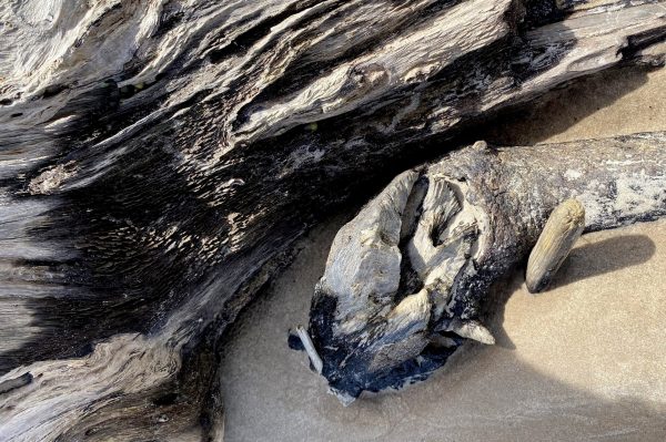 Driftwood on Boneyard Beach appears anchored in the sand