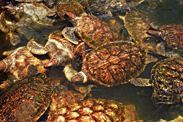 A turtle farm on the Cayman Islands in the West Indies Caribbean. These Turtles are swimming.