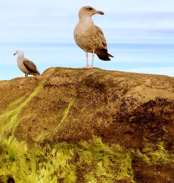 Seagull lookouts are perched on the higher rocks along the Tide Pools at La Jolla