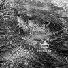 Photo of a River Otter