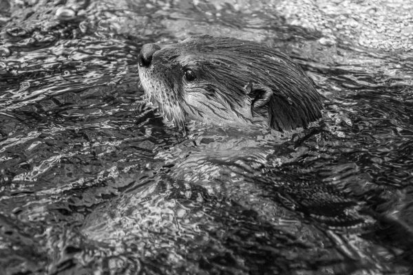 Photo of a River Otter