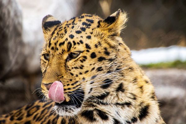 With a calm, unbothered gaze, the Amur leopard rested against the rocks as if posing for a portrait