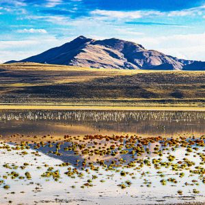 In the heart of northern Utah, where mountains meet shimmering saltwater, lies Antelope Island—one
