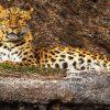 With a calm, unbothered gaze, the Amur leopard rested against the rocks as if posing for a portrait