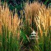 Photo of Feather Reed Grass