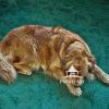 A Golden Retriever resting on a rug after a busy day of getting petted and licking people.