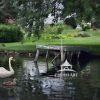 A swan and a cygnet glide past a private dock in the Belgrade Lakes region of Maine.