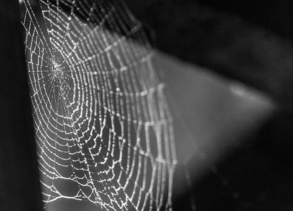 A spider web, dewy with rain, on an abandoned building. The intricate details of a very diligent
