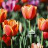 Step into a world of Springtime Splendor with this whimsical and vibrant artwork! Immerse yourself