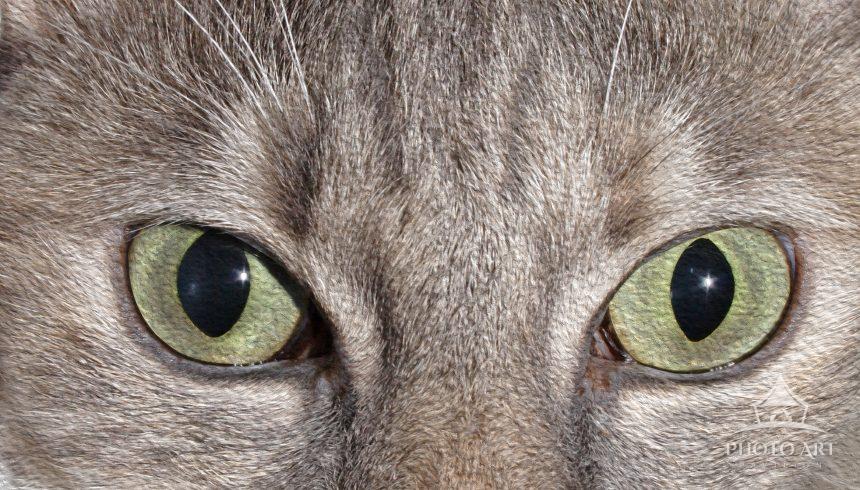 Domestic Silver Persian Mix Cat Facial close-up.