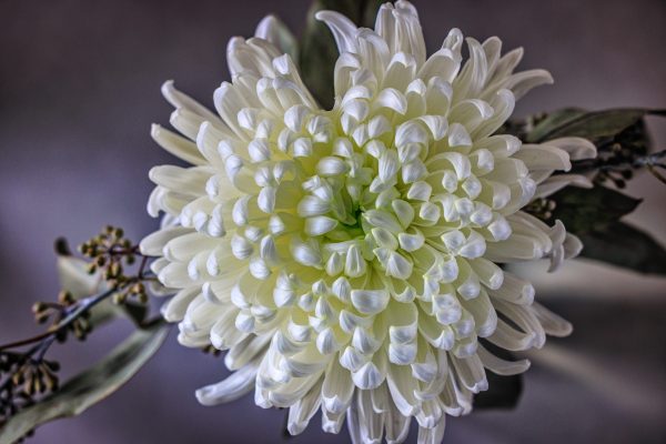 When rain and snow makes life outdoors difficult for me to pursue photography subjects, I start