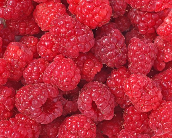A lovely patch of delicious red raspberries get ripe in the early summer.