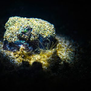 Hidden Depths is a mesmerizing underwater scene that captures the beauty and mystery of the marine
