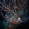 Experience the fragile elegance of the underwater world with this captivating photograph. The