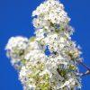 Sky Blossoms is a striking photograph that captures the beauty of nature in a close-up view of the