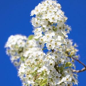 Sky Blossoms is a striking photograph that captures the beauty of nature in a close-up view of the
