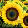 Sunflower full of sunflower seeds.