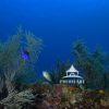 Border Dispute is a captivating underwater seascape photography that showcases the beauty and