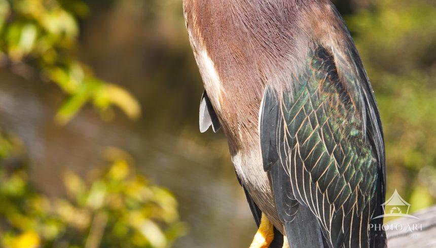American Bitterns are water birds and they live in the fresh wetlands,