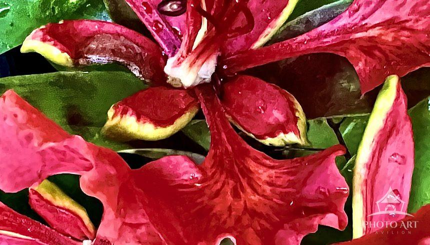 Royal Poinciana Flower