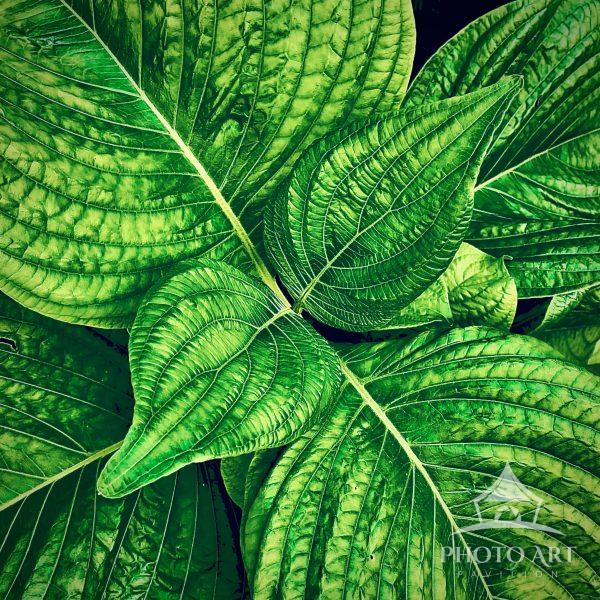 Detail of the Plume Celosia  leave