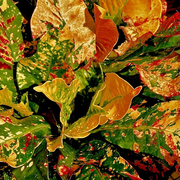 Croton Plant