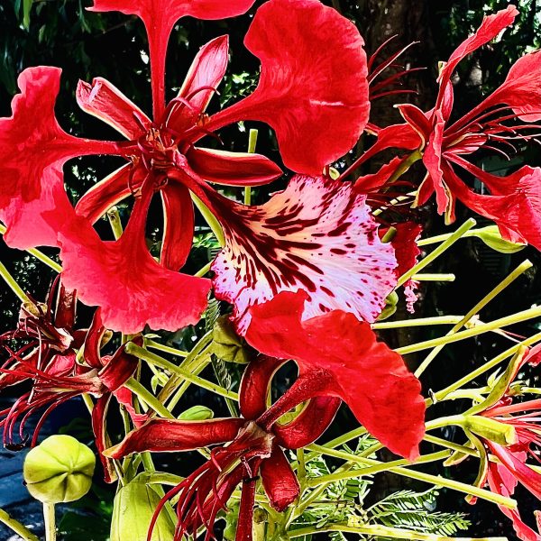 Royal Ponciana Flower