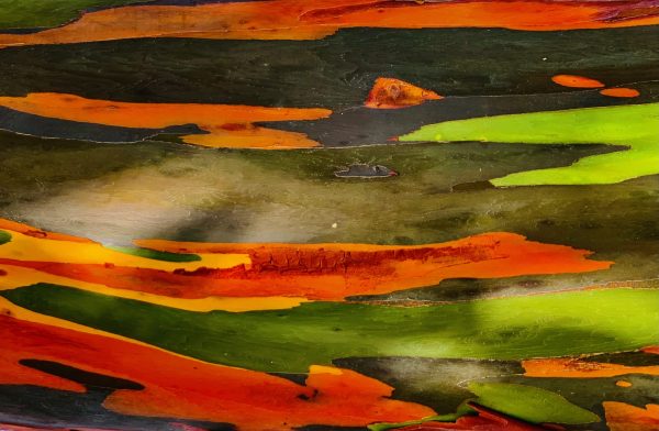 Bark of the Rainbow gum tree