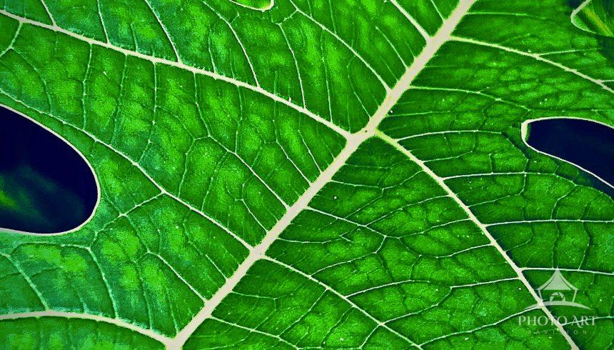 Detail of papaya leaf