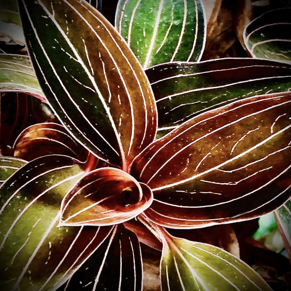 Ludisia Plant