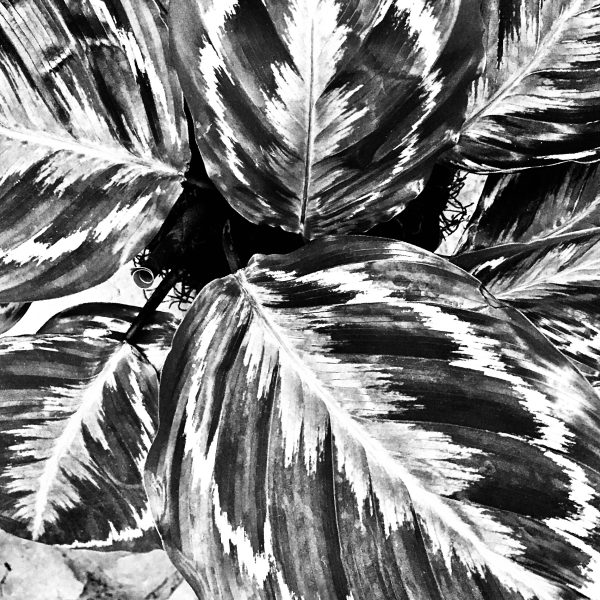 Calathia Plant