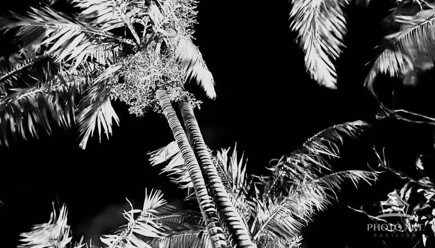Palmtrees at night