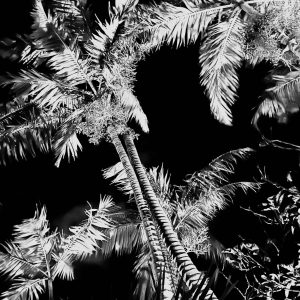 Palmtrees at night